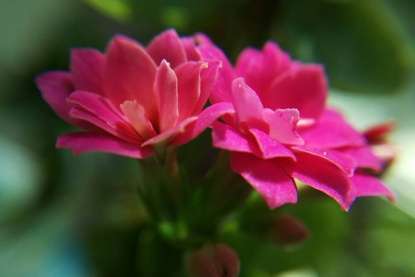長壽花花莖發(fā)黑怎么辦，可能是得了黑腐病