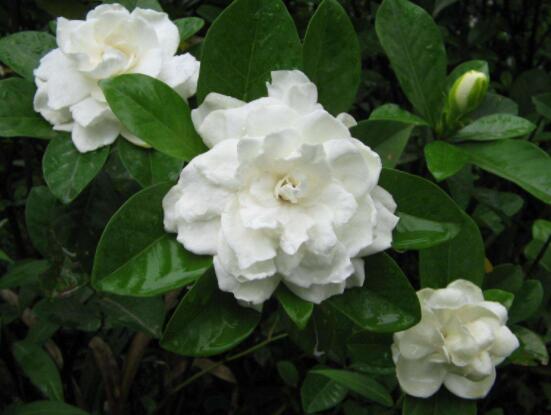 枙子花的花語是什么，代表著堅(jiān)強(qiáng)、永恒的愛、一生的守候