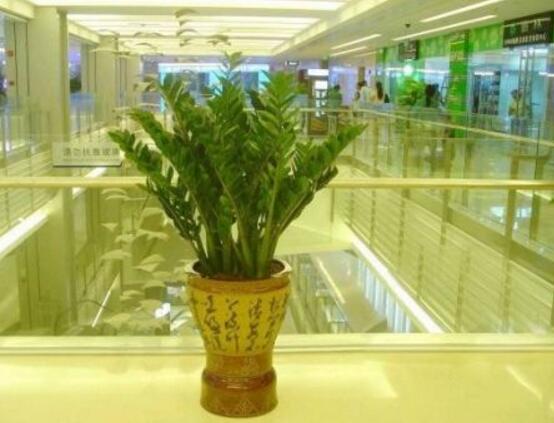金錢樹吸收甲醛嗎，金錢樹能吸收甲醛(效果不顯著)