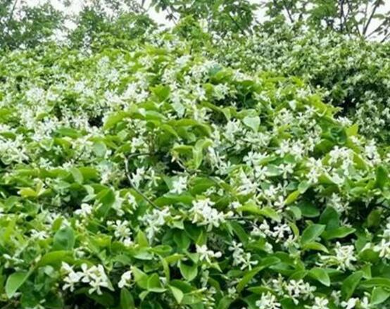 風車茉莉怎么養(yǎng)，教你八個方法養(yǎng)的郁郁蔥蔥