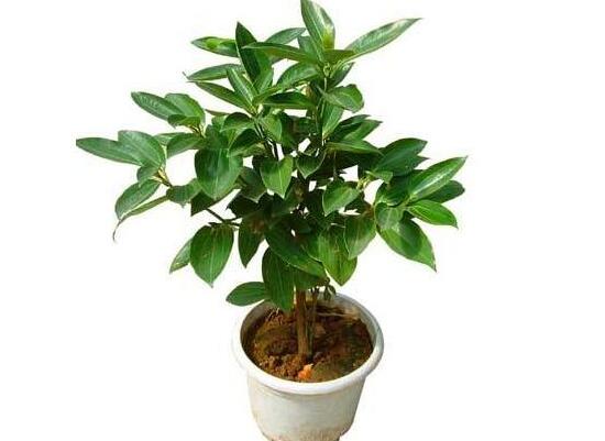 平安樹怎么養(yǎng)才茂盛，平安樹的養(yǎng)殖方法