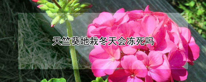 天竺葵地栽冬天會(huì)凍死嗎