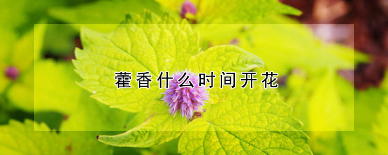 藿香什么時(shí)間開(kāi)花