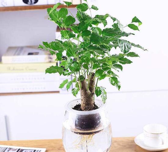 幸福樹(shù)可以水培嗎，幸福樹(shù)的水培方法