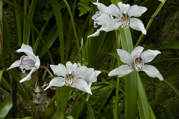 蘭花秋天怎么養(yǎng)，蘭花怎么養(yǎng)才能開(kāi)花