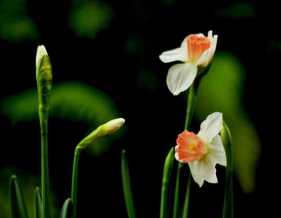 水仙花什么季節(jié)開花，水仙花花期在冬季開放
