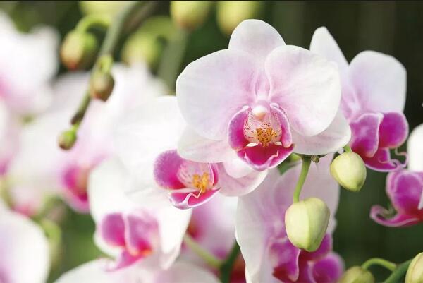 蘭花秋天怎么養(yǎng)，蘭花怎么養(yǎng)才能開(kāi)花