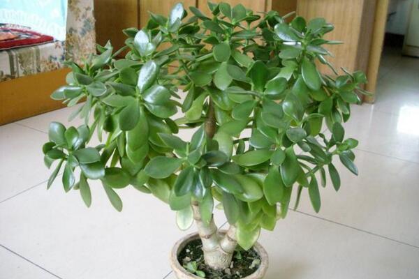 燕子掌葉子可以噴水嗎，不建議噴水可用濕毛巾擦拭葉片