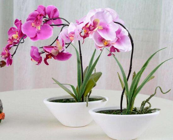家里養(yǎng)蝴蝶蘭風(fēng)水好嗎，蝴蝶蘭的風(fēng)水作用