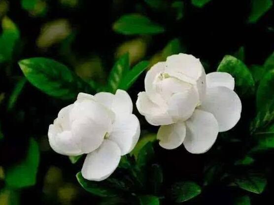茉莉花有毒嗎，茉莉花可以放在室內(nèi)嗎