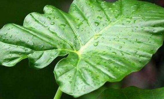 滴水觀音可以家養(yǎng)嗎，滴水觀音養(yǎng)殖方法