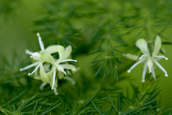 文竹開(kāi)花是好兆頭嗎，象征好運(yùn)來(lái)臨生活幸福