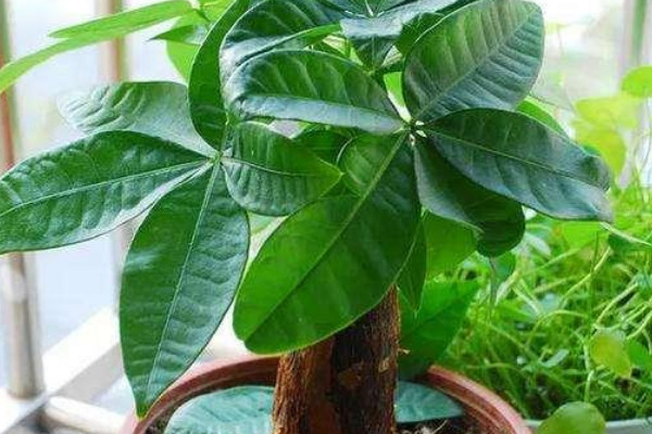 發(fā)財(cái)樹砍頭了多久發(fā)芽