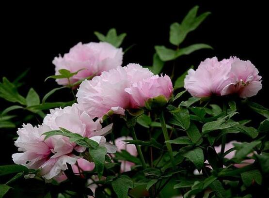 牡丹花有毒嗎，牡丹花可以在室內(nèi)養(yǎng)嗎