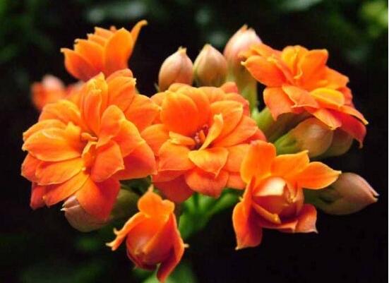 長壽花夏天怎么養(yǎng)，做好這五大要點可安然過夏