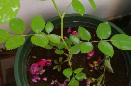薔薇花的扦插方法，薔薇花扦插五個(gè)簡(jiǎn)單步驟