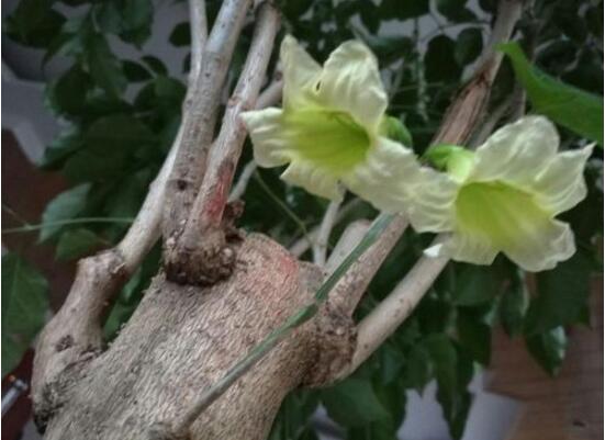 幸福樹(shù)開(kāi)花嗎，幸福樹(shù)開(kāi)花的寓意