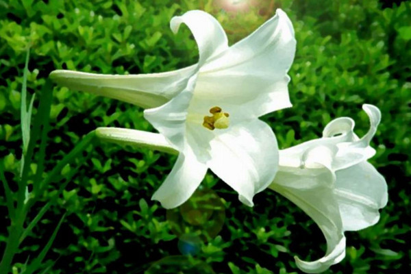 百合養(yǎng)殖方法和注意事項，保證土壤呈微酸性半月施肥一次