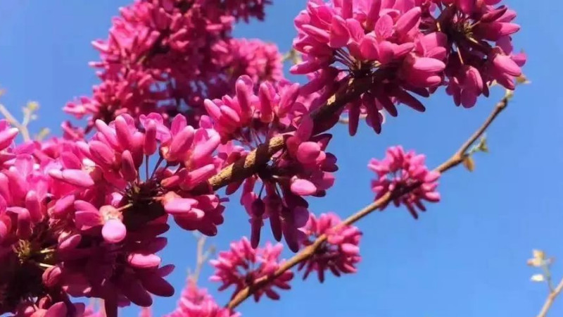 紫荊花花語(yǔ)