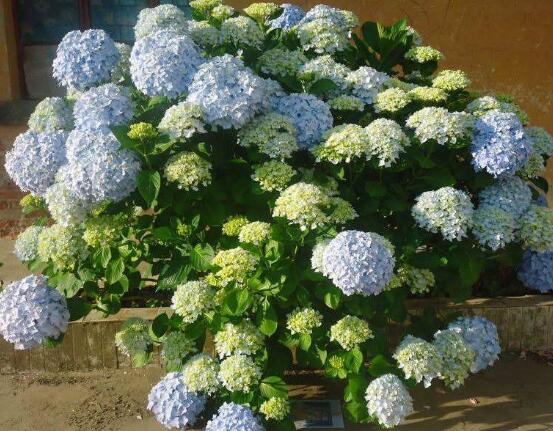 洋繡球花有毒嗎，誤食導(dǎo)致昏迷、抽搐現(xiàn)象