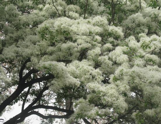 六月雪怎么澆水，六月雪澆水方法