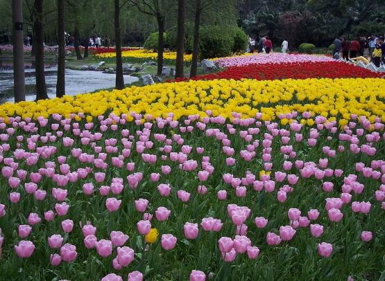 郁金香開(kāi)花時(shí)間，3-5月每天清晨七點(diǎn)開(kāi)花