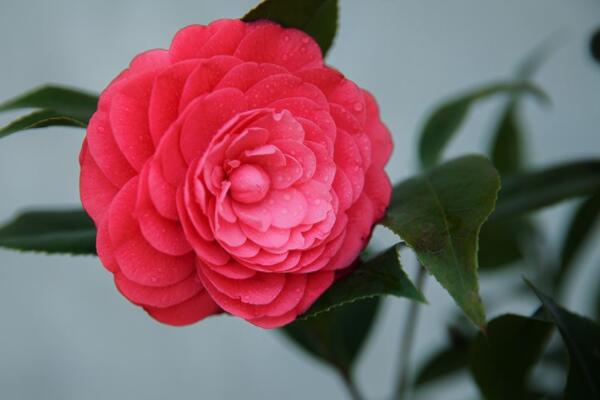 茶花被曬傷怎么補(bǔ)救