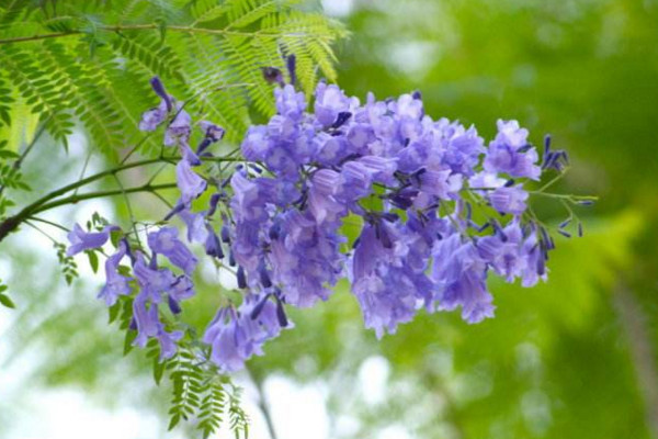 藍(lán)花楹的花語，寧靜深遠(yuǎn)、抑郁絕望