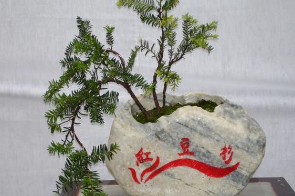 紅豆杉盆景養(yǎng)殖方法，做好這五步是關(guān)鍵