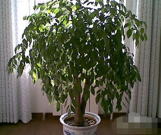 幸福樹怎么養(yǎng)，幸福樹養(yǎng)殖方法