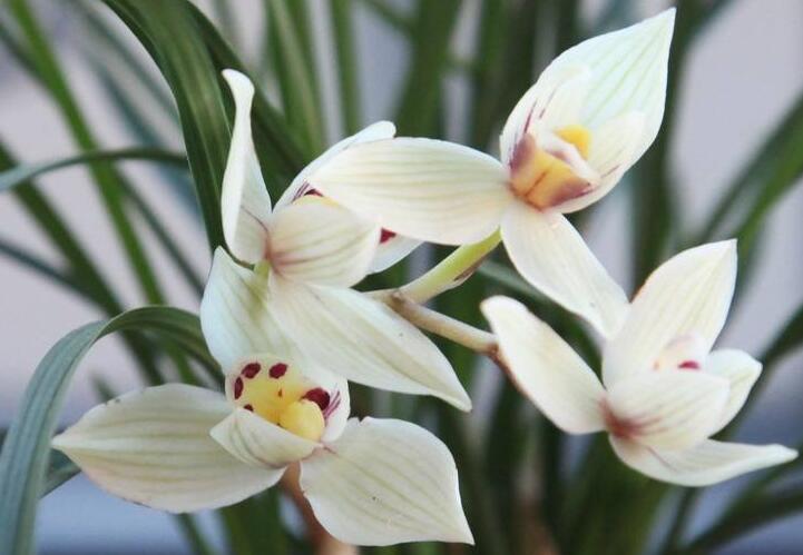 十種名貴的蘭花品種，素冠荷鼎拍出千萬(wàn)高價(jià)