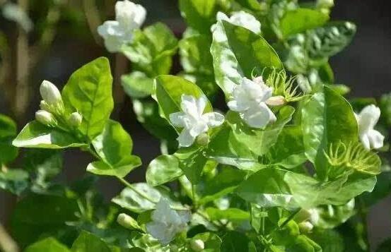 茉莉花什么時候開花，茉莉花一年可開三次花