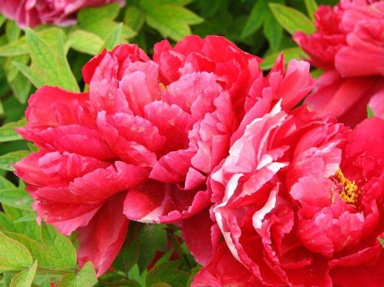 牡丹花花期，牡丹花的花期4-5月份(綻放十天)