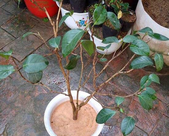 茶花爛根怎么辦，茶花爛根的處理方法
