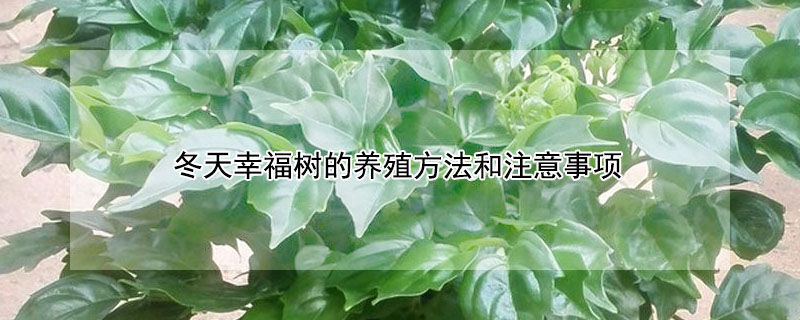 冬天幸福樹的養(yǎng)殖方法和注意事項