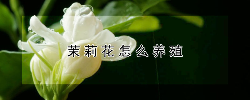 茉莉花怎么養(yǎng)殖