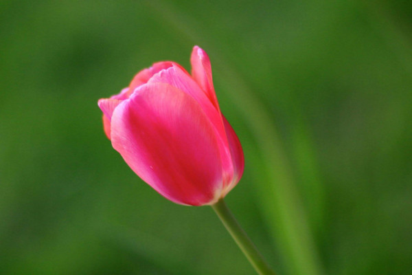 郁金香花語(yǔ)是什么