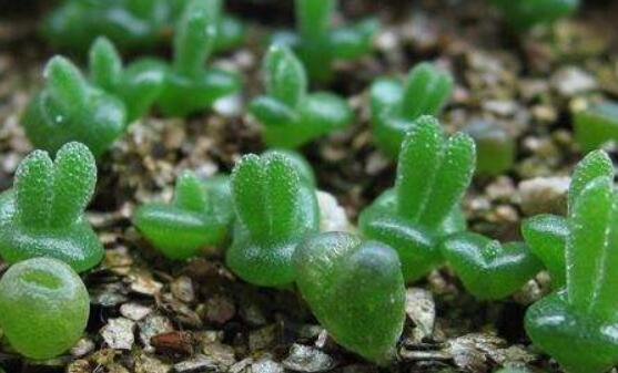 碧光環(huán)種植方法，擇健康種子、保水保肥土壤/淺盆為主