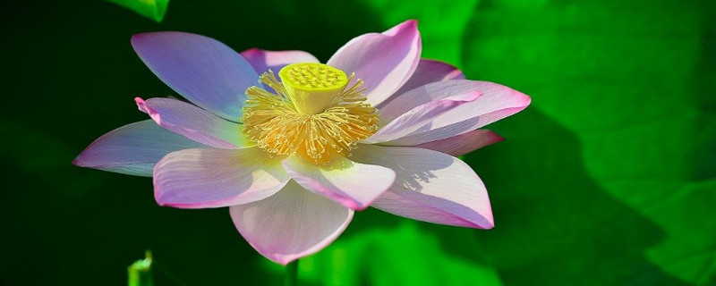 荷花有沒(méi)有根