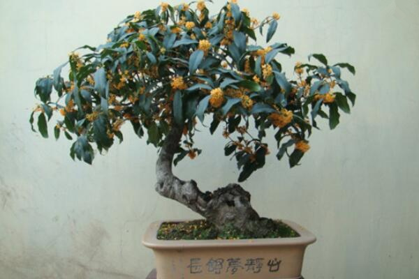 桂花怎么養(yǎng)才長得好，5步教你養(yǎng)好桂花