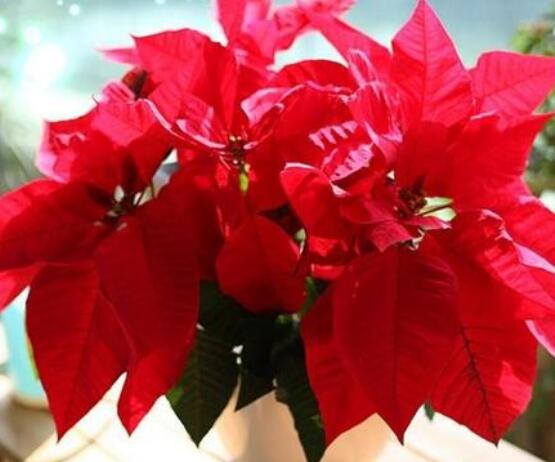 一品紅的花語是什么，普天同慶、共祝新生(圣誕之花)