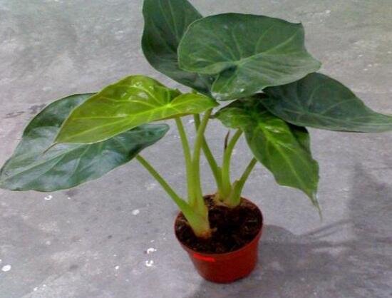 怎樣養(yǎng)植滴水觀音，滴水觀音的養(yǎng)殖方法