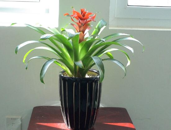 鴻運(yùn)當(dāng)頭為什么不開花，鴻運(yùn)當(dāng)頭不開花怎么辦