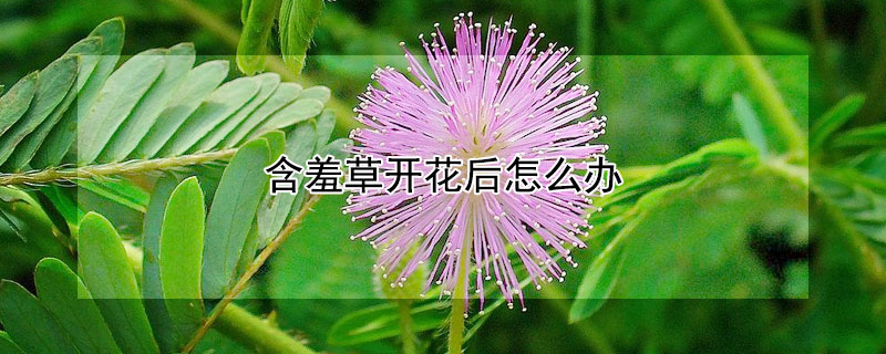 含羞草開花后怎么辦