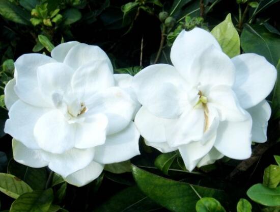 梔子花怎么爆盆，梔子花爆盆的養(yǎng)護(hù)方法