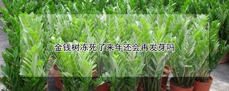 金錢樹凍死了來年還會再發(fā)芽嗎