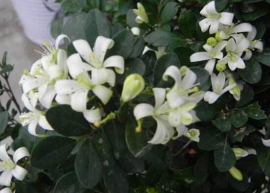 九里香花語是什么，九里香花的寓意象征愛情