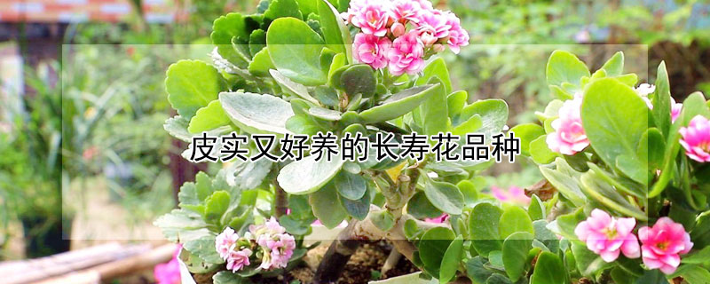 皮實(shí)又好養(yǎng)的長壽花品種