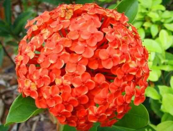 洋繡球花有毒嗎，誤食導(dǎo)致昏迷、抽搐現(xiàn)象