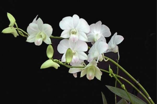 蘭花什么時候施肥，蘭花施肥可分為5個階段